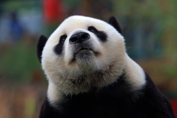 大熊猫图片下载