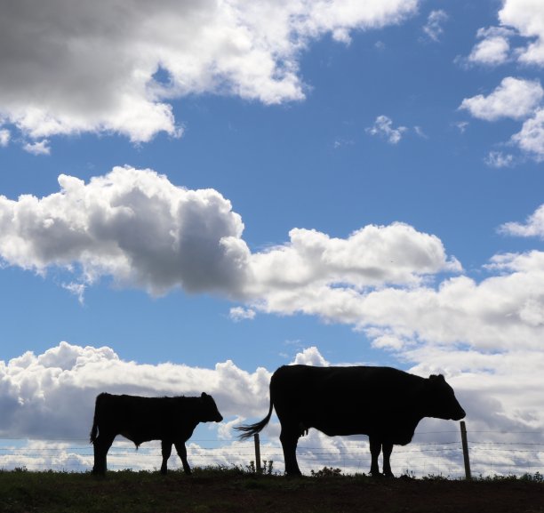 田野里肉牛的剪影图片下载