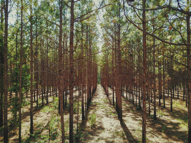 植树造林对称图片下载
