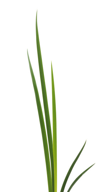 一束绿草。图片下载