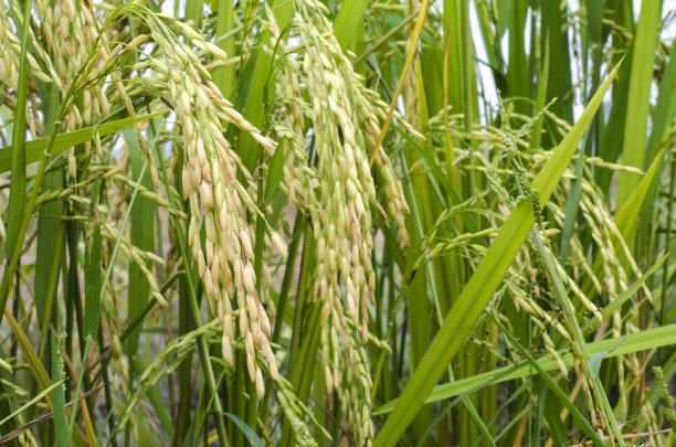 准备收割的水稻图片下载