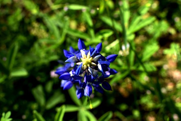 矢车菊最高图片下载