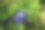 矢车菊最高图片下载