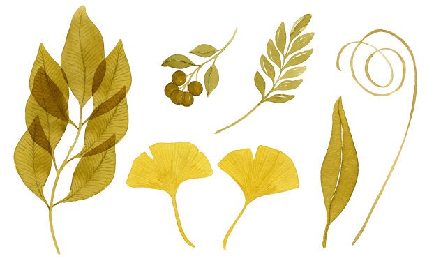 一套水彩画秋天的树枝和树叶在棕色的颜色。图片下载