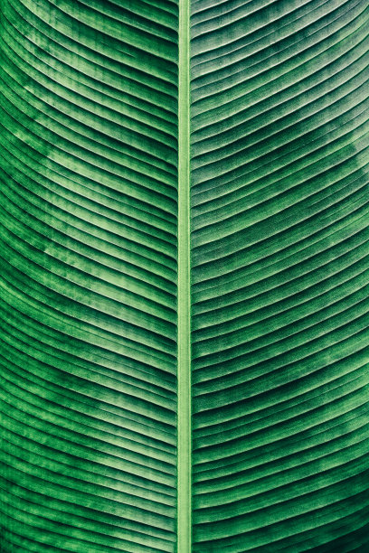 热带叶片纹理，自然绿色背景图片下载