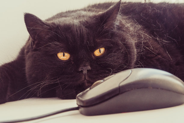 猫看着电脑鼠标图片下载