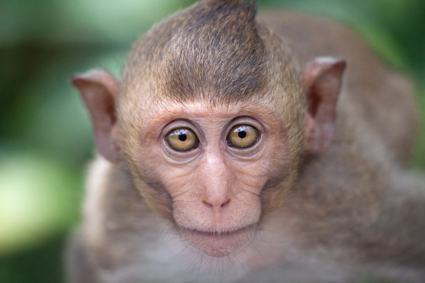 可爱的猴子图片下载