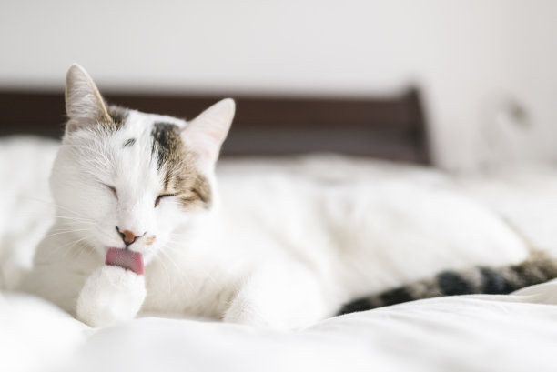 白色猫咪舔爪特写图片下载
