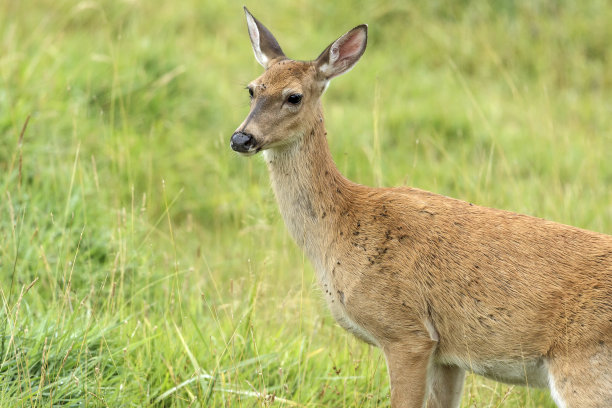 田野里的白尾鹿。图片下载