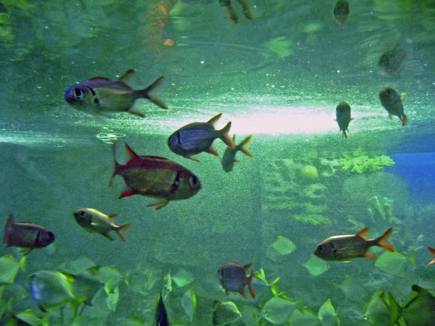 水下热带珍奇鱼类图片下载