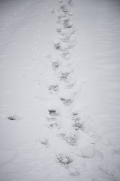 雪地里的脚印图片下载