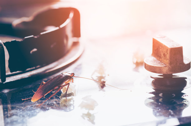 房子里的问题在于厨房里住着蟑螂。蟑螂吃全麦面包。蟑螂是这种疾病的携带者。图片下载