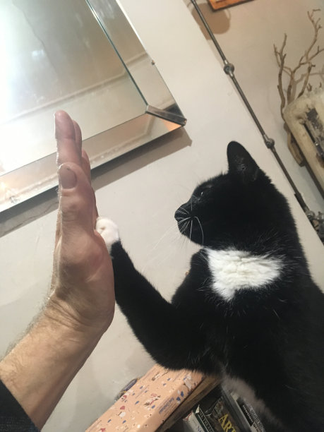 高5只猫图片下载