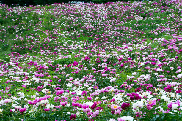 五彩缤纷的花园图片下载