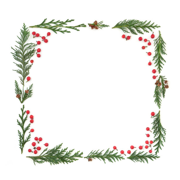 雪松柏树和冬青浆果框架图片下载