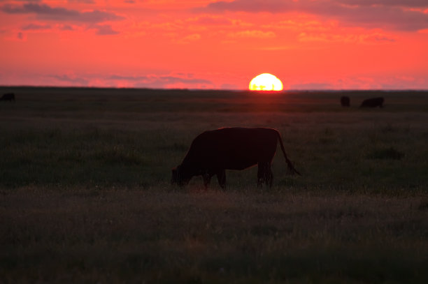 奶牛在夕阳下吃草图片下载