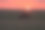 奶牛在夕阳下吃草图片下载
