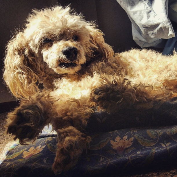 早上好图片下载