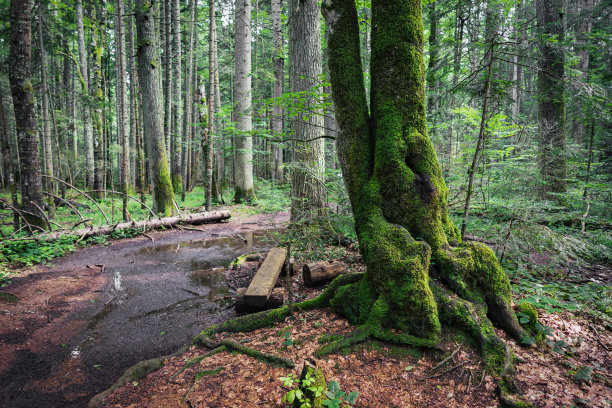 树上长满了绿色的苔藓图片下载