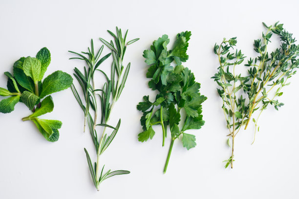 白色背景上的新鲜香草:迷迭香，百里香，薄荷和欧芹分开成小束图片下载