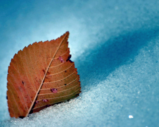 唯一的幸存者图片下载