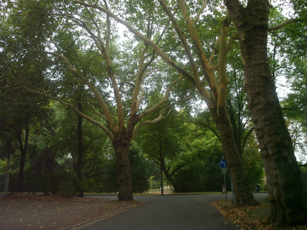 荷兰设计令人惊叹的公园，六月枝繁叶茂图片下载