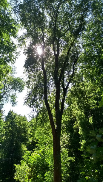 近距离观察夏日森林奇观图片下载