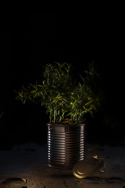 罐头里的植物图片下载