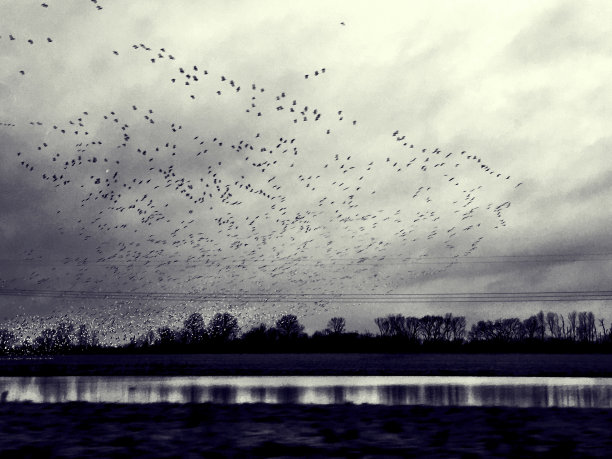 群需要飞行图片下载
