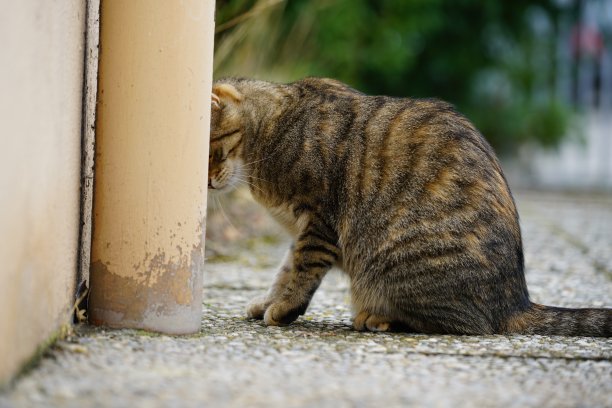 灰白色条纹猫图片下载