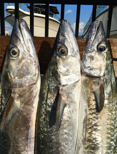 鲭鱼王与渔船图片下载