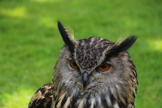 猫头鹰的肖像图片下载