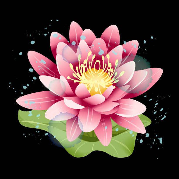 黑色背景上的荷花。图片下载