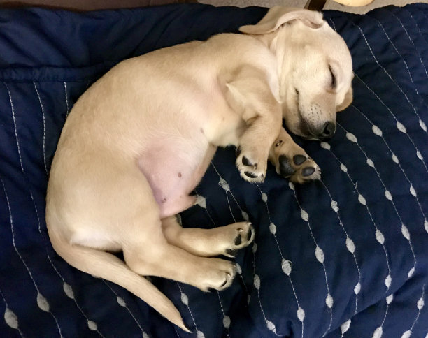 独角兽的腊肠犬图片下载