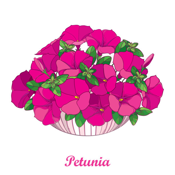 矢量花束与轮廓粉红色牵牛花，华丽的绿色叶和芽在圆形花盆孤立在白色的背景。图片下载