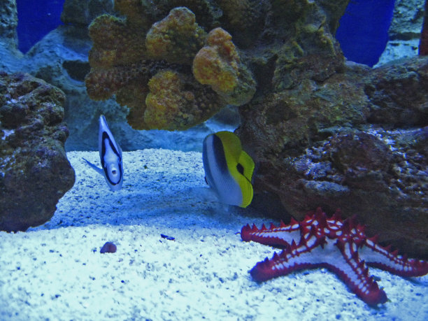 海底有红色和白色的海星图片下载