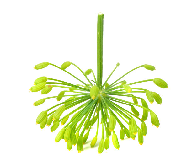 鲜莳萝花孤立在白色背景上图片下载