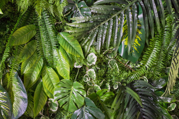特写的天然绿叶背景，热带树叶纹理。绿色叶片纹理背景，绿色萼花图案图片下载