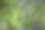 特写的天然绿叶背景，热带树叶纹理。绿色叶片纹理背景，绿色萼花图案图片下载