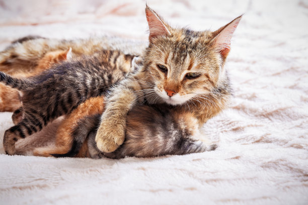 猫妈妈给小猫喂奶图片下载