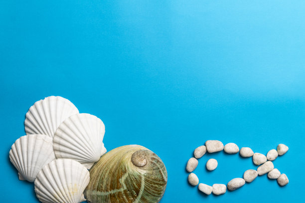 特写照片的白色贝壳，石头和鲍鱼壳图片下载