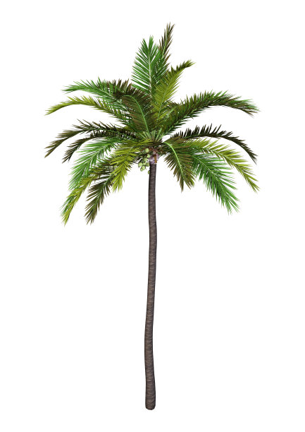 3D插图上的椰子树白色图片下载