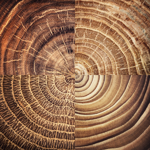 被伐倒的树桩拼贴-带有年轮的树干部分。片木头。图片下载