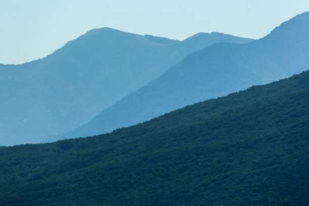 森林。图片下载