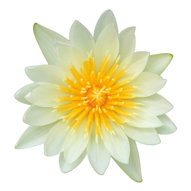 白色背景上的黄色睡莲图片下载