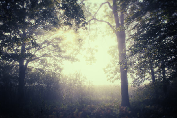 森林的日出图片下载