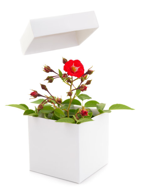 礼盒和玫瑰花。图片下载