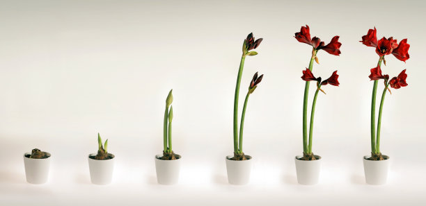 孤挺花图片下载