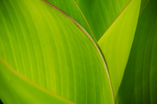 绿叶纹理选择性聚焦自然模糊背景图片下载