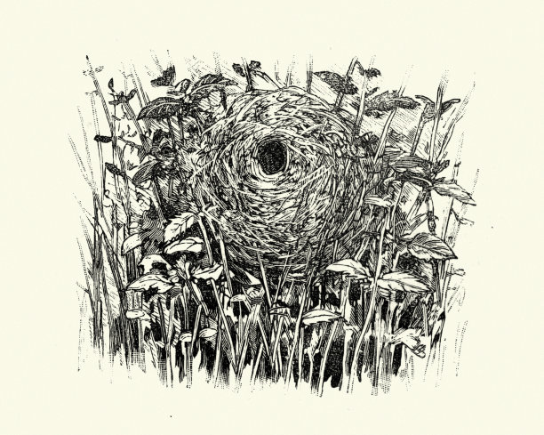 鸟儿用普通的糠做巢图片下载